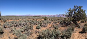 Native plant growth in a "high desert" climate. One can't destroy what took 5,000 years to create and expect to rectify the damage within a 2-year time frame.