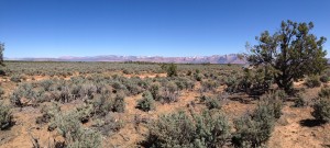 Native plant growth in a "high desert" climate.  One can't destroy what took 5,000 years to create and expect to rectify the damage within a 2-year time frame.